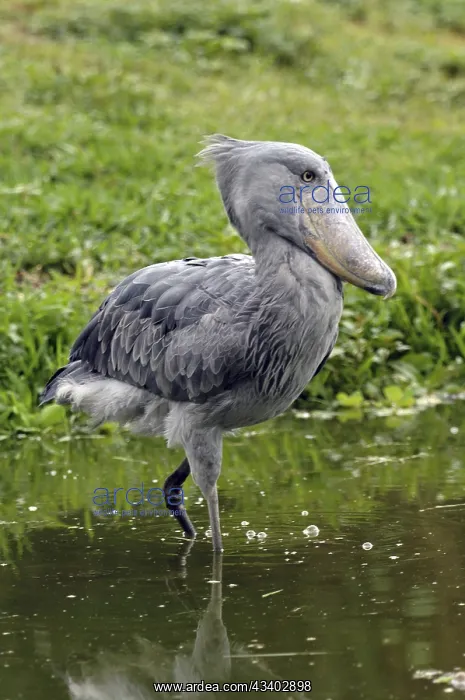 : Africa, Uganda, shoebill (Balaeniceps rex), walking : Africa, Uganda, shoebill (Balaeniceps rex), walking