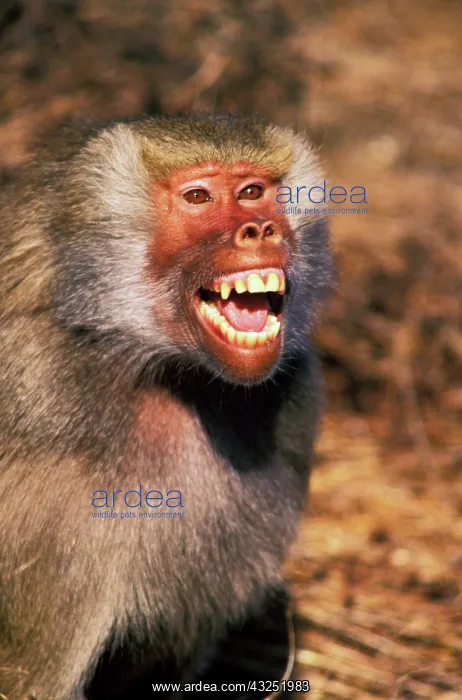  : Africa, West Africa. Hamadryas Baboon (Papio