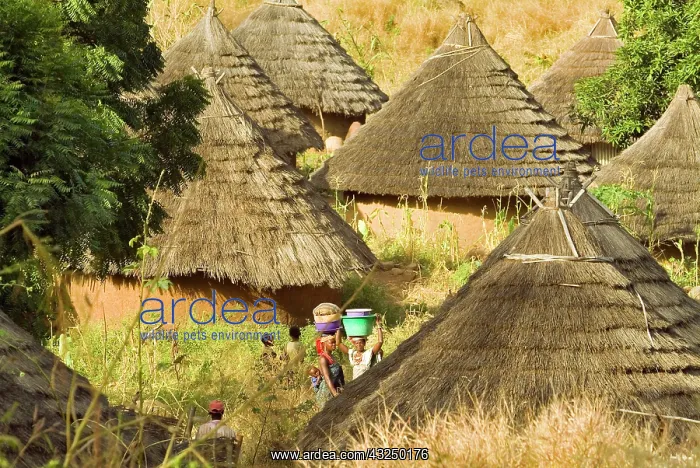 : Africa, West Africa, Senegal, Iwol. Jean : Africa, West Africa, Senegal, Iwol. Jean