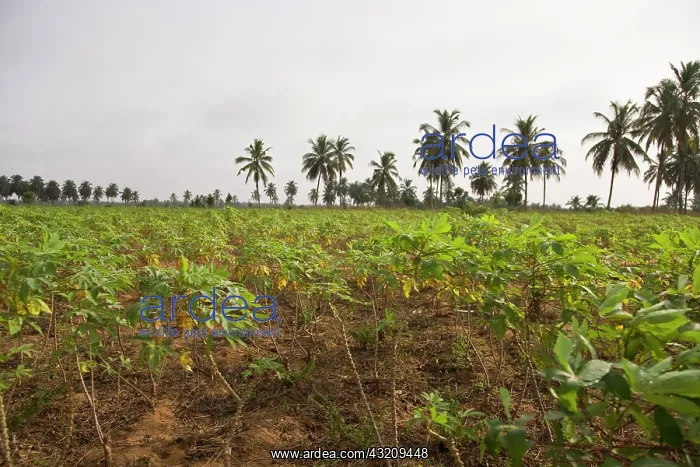 : Africa, West Africa, Togo. Cassava plants : Africa, West Africa, Togo. Cassava plants