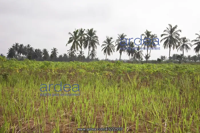  : Africa, West Africa, Togo. Cassava plants
