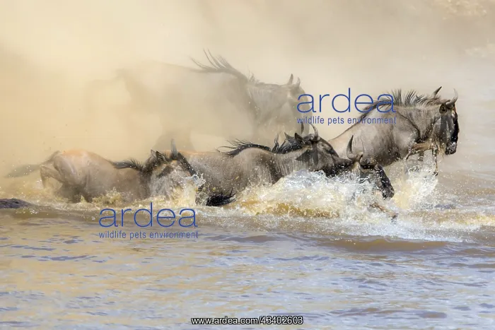: Africa, Wildebeest migration in Kenya, Masai Mara : Africa, Wildebeest migration in Kenya, Masai Mara