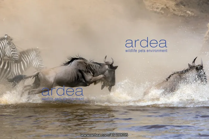 : Africa, Wildebeest migration in Kenya, Masai Mara : Africa, Wildebeest migration in Kenya, Masai Mara