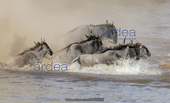 : Africa, Wildebeest migration in Kenya, Masai Mara : Africa, Wildebeest migration in Kenya, Masai Mara