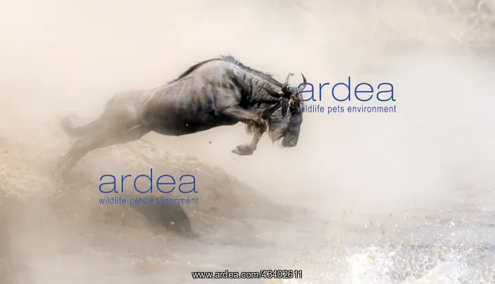 : Africa, Wildebeest migration in Kenya, Masai Mara : Africa, Wildebeest migration in Kenya, Masai Mara