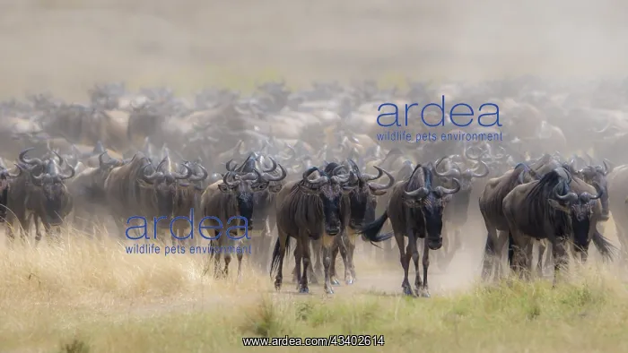 : Africa, Wildebeest migration in Kenya, Masai Mara : Africa, Wildebeest migration in Kenya, Masai Mara
