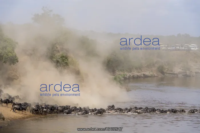 : Africa, Wildebeest migration in Kenya, Masai Mara : Africa, Wildebeest migration in Kenya, Masai Mara
