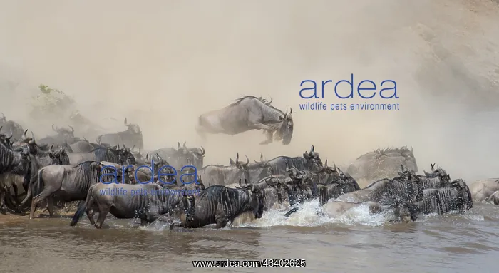 : Africa, Wildebeest migration in Kenya, Masai Mara : Africa, Wildebeest migration in Kenya, Masai Mara