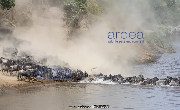 : Africa, Wildebeest migration in Kenya, Masai Mara : Africa, Wildebeest migration in Kenya, Masai Mara