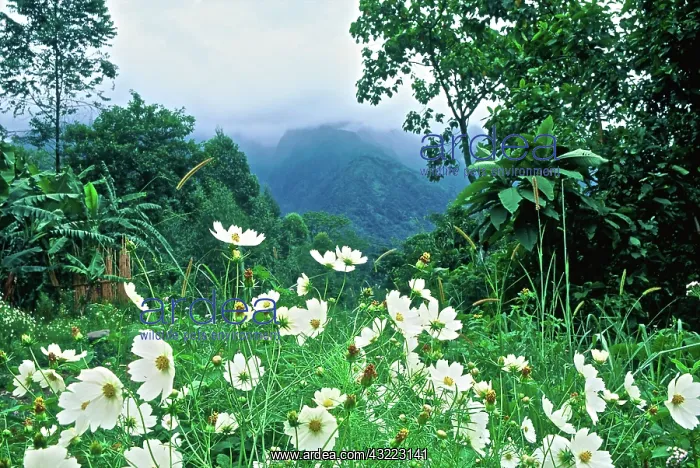 : Africa, wildflowers : Africa, wildflowers