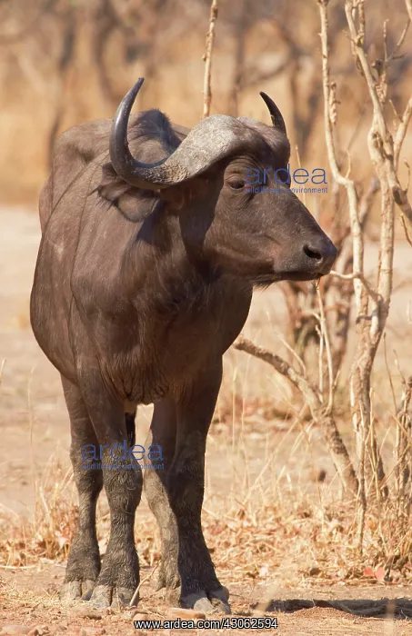 : Africa; Zambia; South Luangwa Park; Cape : Africa; Zambia; South Luangwa Park; Cape