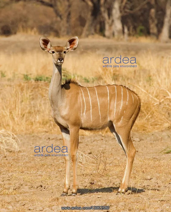 : Africa; Zambia; South Luangwa Park; Female : Africa; Zambia; South Luangwa Park; Female