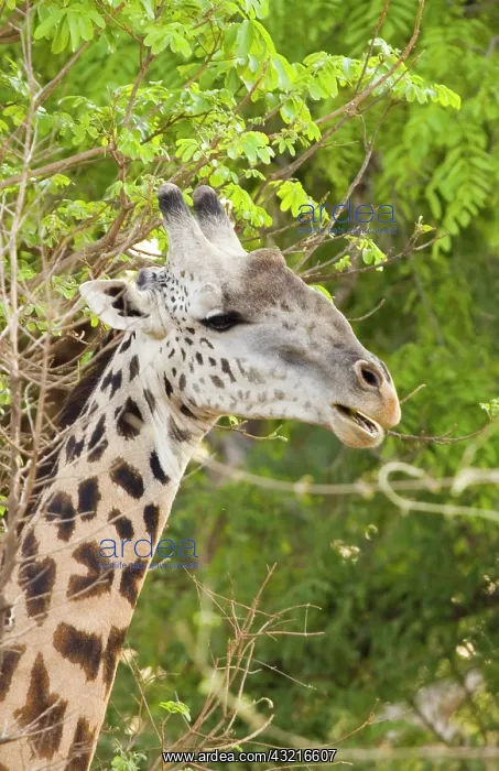 : Africa; Zambia; South Luangwa Park; Giraffe : Africa; Zambia; South Luangwa Park; Giraffe