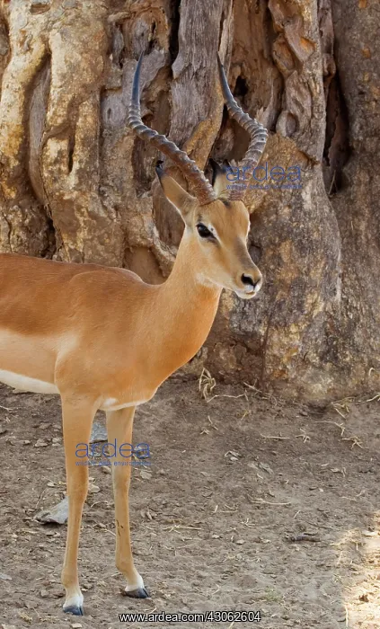 : Africa; Zambia; South Luangwa Park; Male : Africa; Zambia; South Luangwa Park; Male