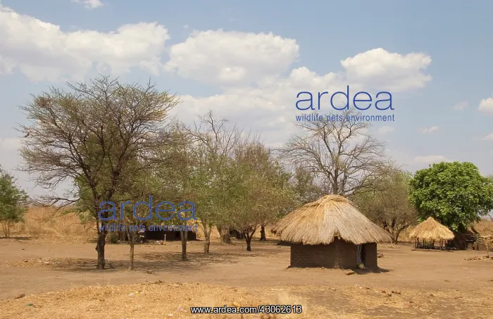 : Africa; Zambia; South Luangwa Park; Mud : Africa; Zambia; South Luangwa Park; Mud