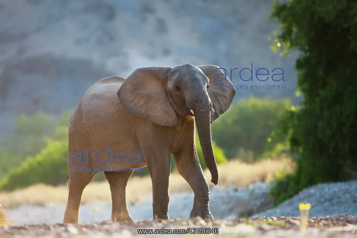  : African. A low view of a young desert-dwelling elephant bull 