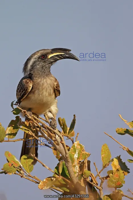 : African african grey hornbill (Tockus nasutus) adult : African african grey hornbill (Tockus nasutus) adult