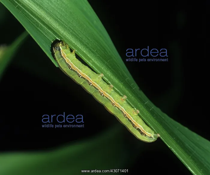 : African armyworm : African armyworm