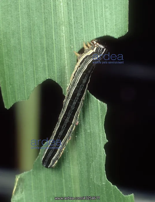: African armyworm on Corn : African armyworm on Corn