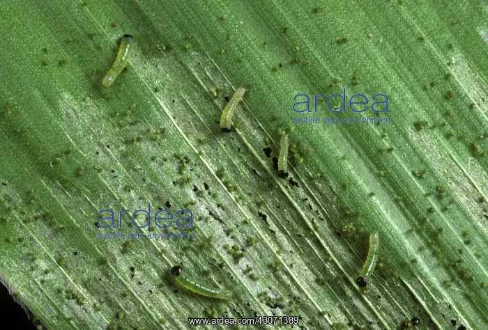 : African armyworm instar caterpillars : African armyworm instar caterpillars