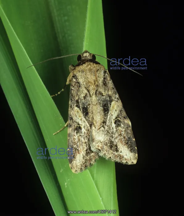 : African armyworm moth : African armyworm moth