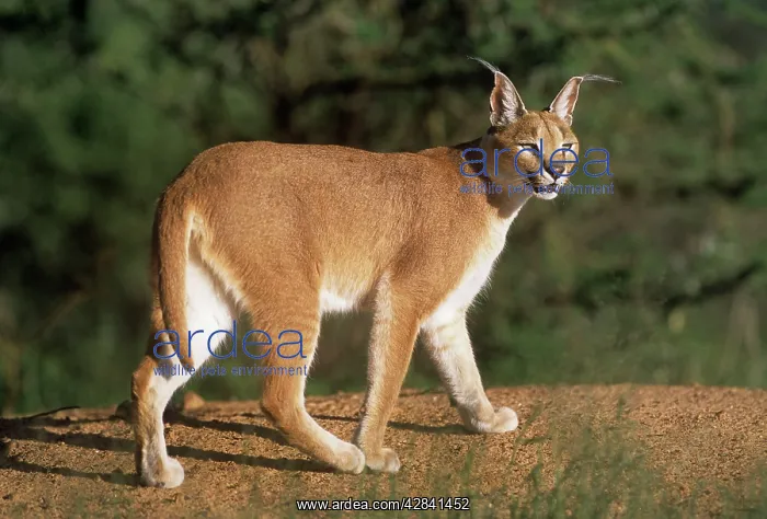 : African / Asian Caracal : African / Asian Caracal