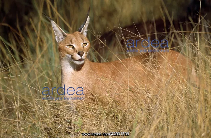 : African / Asian Caracal : African / Asian Caracal