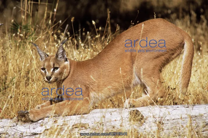 : African / Asian Caracal - stretching on log : African / Asian Caracal - stretching on log