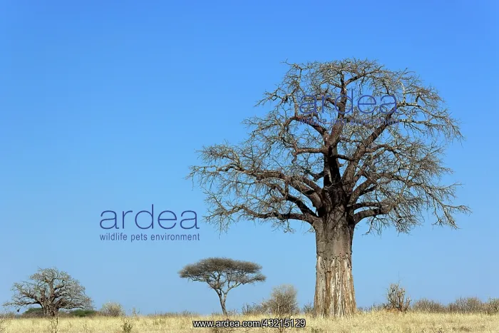 : African baobab tree, Adansonia digitata : African baobab tree, Adansonia digitata