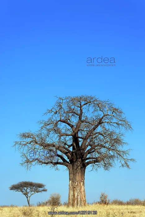 : African baobab tree, Adansonia digitata : African baobab tree, Adansonia digitata