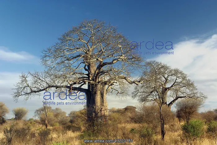 : African baobab tree, Adansonia digitata : African baobab tree, Adansonia digitata