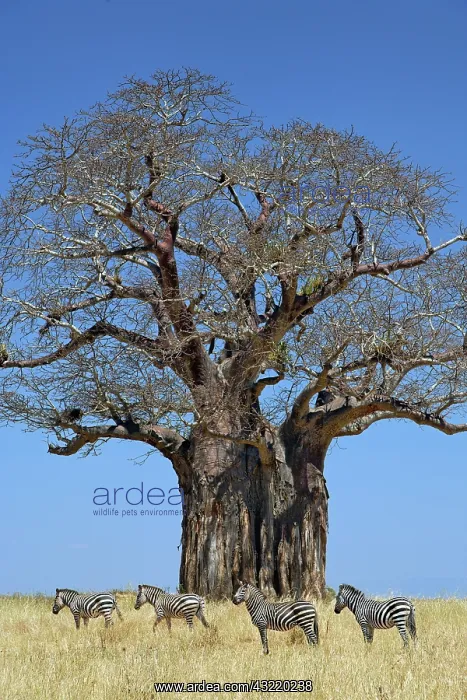 : African baobab tree, Adansonia digitata : African baobab tree, Adansonia digitata
