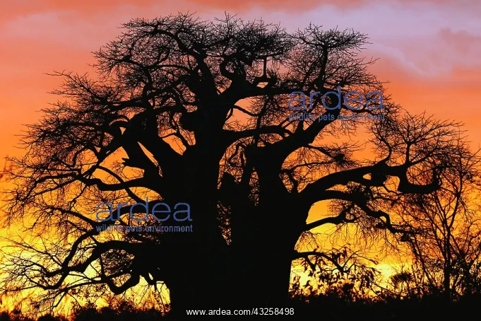 : African baobab tree, Adansonia digitata : African baobab tree, Adansonia digitata