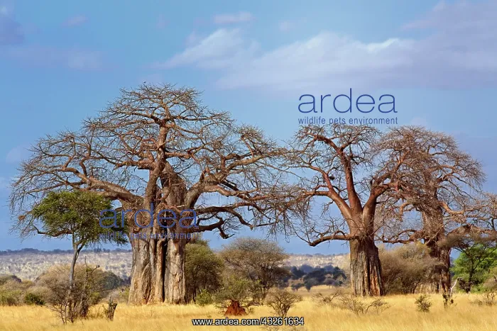 : African baobab tree, Adansonia digitata : African baobab tree, Adansonia digitata