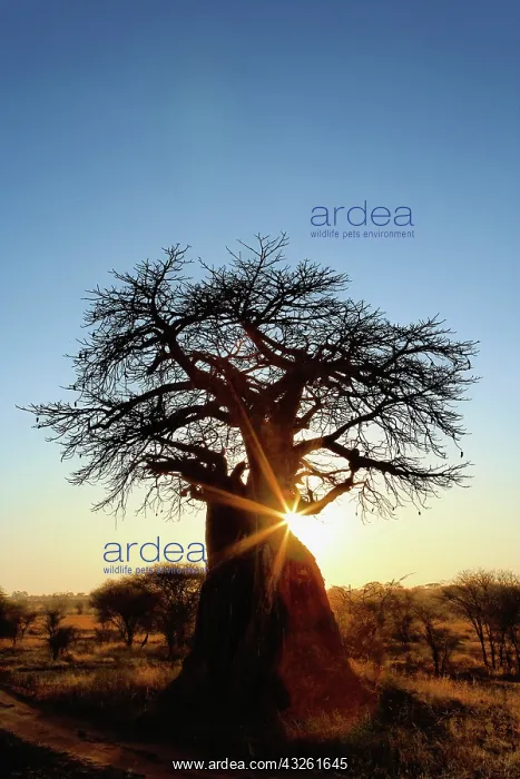 : African baobab tree, Adansonia digitata : African baobab tree, Adansonia digitata
