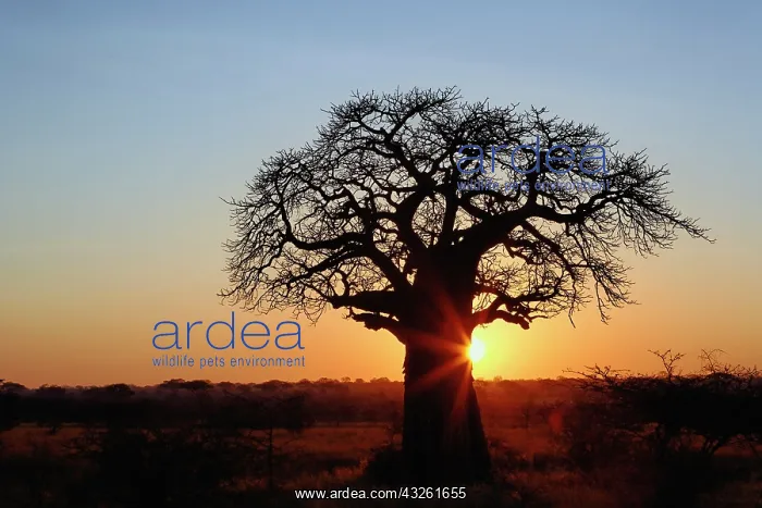  : African baobab tree, Adansonia digitata