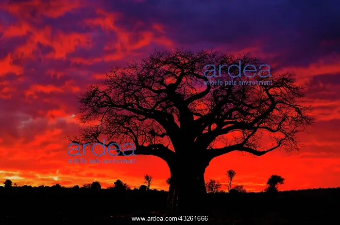 : African baobab tree, Adansonia digitata : African baobab tree, Adansonia digitata
