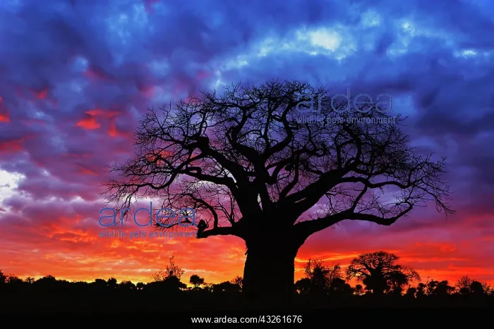 : African baobab tree, Adansonia digitata : African baobab tree, Adansonia digitata