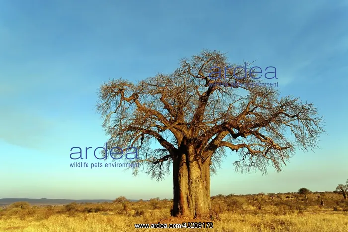 : African baobab tree at sunset, Adansonia : African baobab tree at sunset, Adansonia
