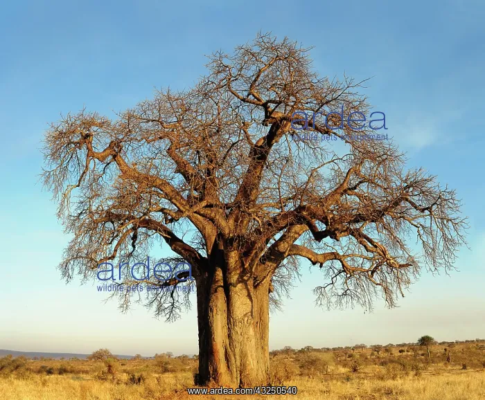 : African baobab tree at sunset, Adansonia : African baobab tree at sunset, Adansonia