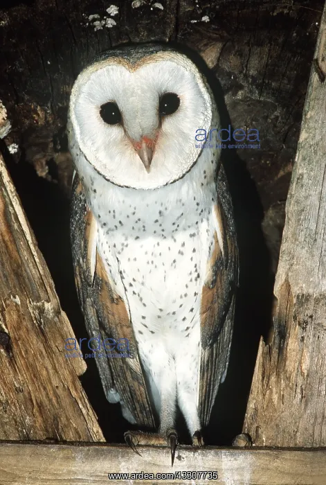 : AFRICAN BARN OWL - close-up in nest box : AFRICAN BARN OWL - close-up in nest box