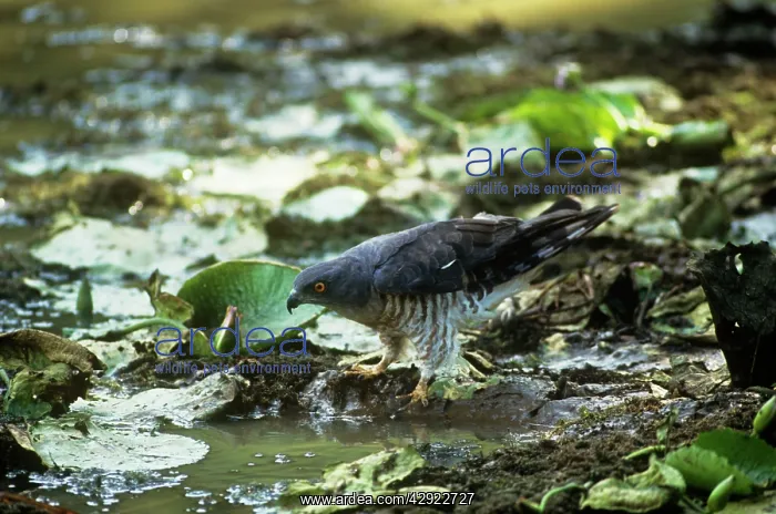: African Baza / Cuckoo Hawk / Cuckoo Falcon : African Baza / Cuckoo Hawk / Cuckoo Falcon