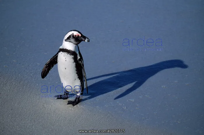 : African / Black-footed / Jackass Penguin : African / Black-footed / Jackass Penguin