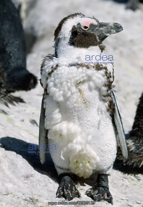 : African / Black-footed / Jackass Penguin : African / Black-footed / Jackass Penguin