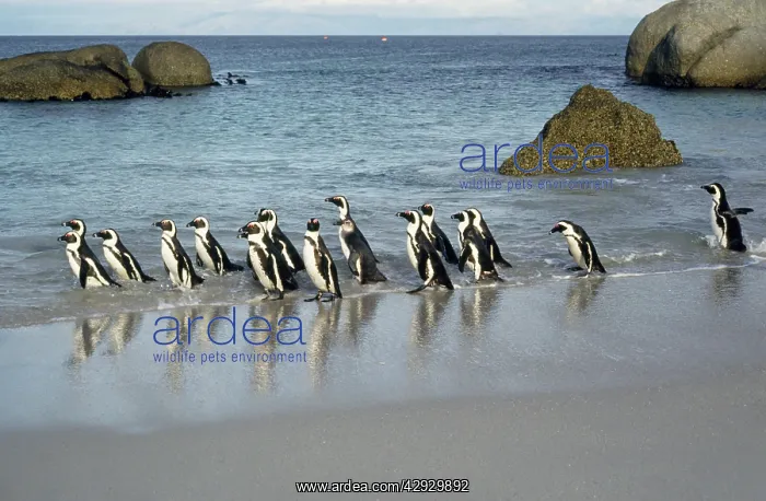 : African / Black-footed / Jackass Penguin : African / Black-footed / Jackass Penguin