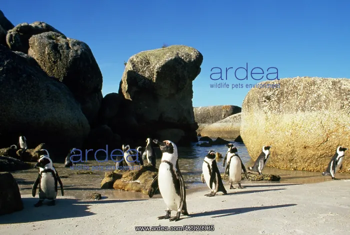 : African / Black-footed / Jackass Penguin : African / Black-footed / Jackass Penguin