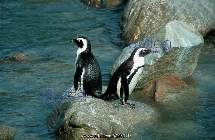: African / Black-footed / Jackass Penguin : African / Black-footed / Jackass Penguin