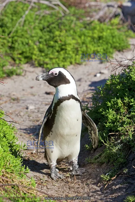: African / Black-footed / Jackass Penguin : African / Black-footed / Jackass Penguin