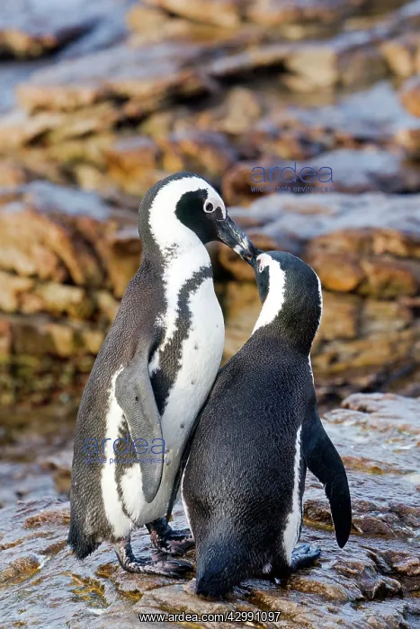 : African / Black-footed / Jackass Penguin : African / Black-footed / Jackass Penguin