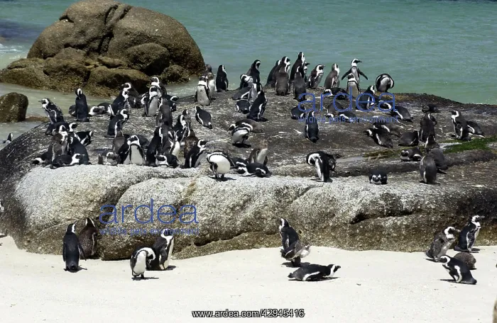 : African / Black-footed / Jackass Penguin - on the beach : African / Black-footed / Jackass Penguin - on the beach